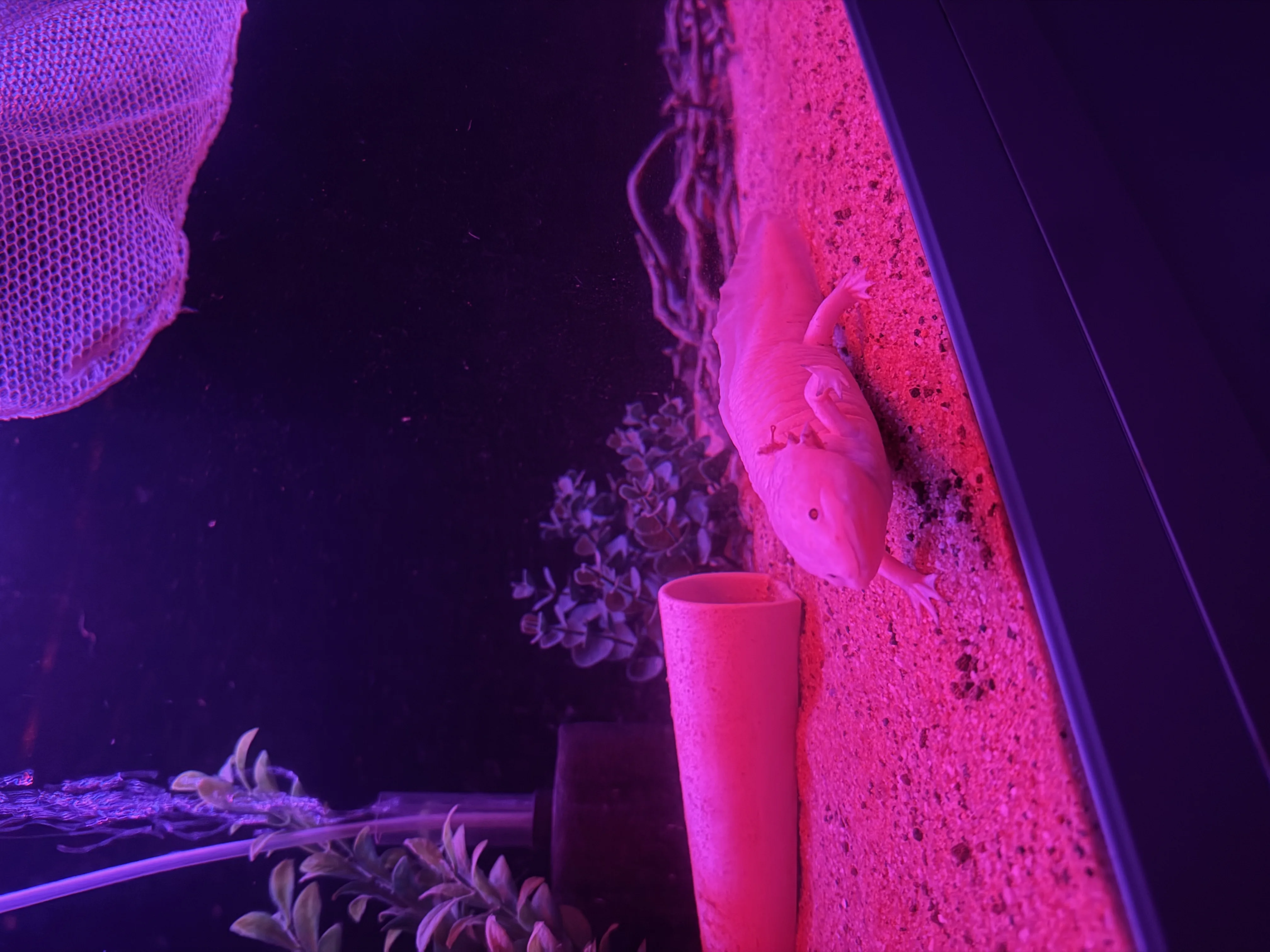 20 Cm Dişi Axolotl - Kocaeli konumunda Satılık ilan