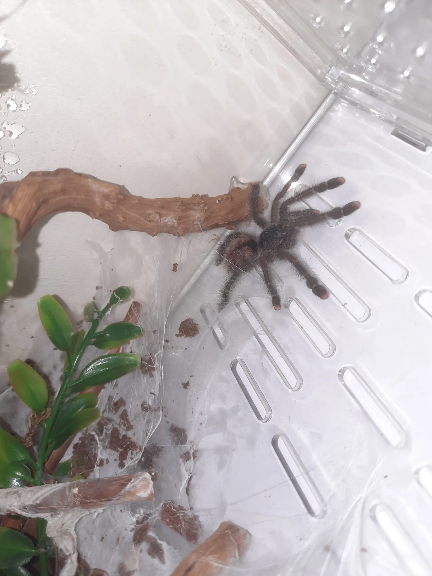 Avicularia Juruensis - Bursa konumunda Satılık ilan
