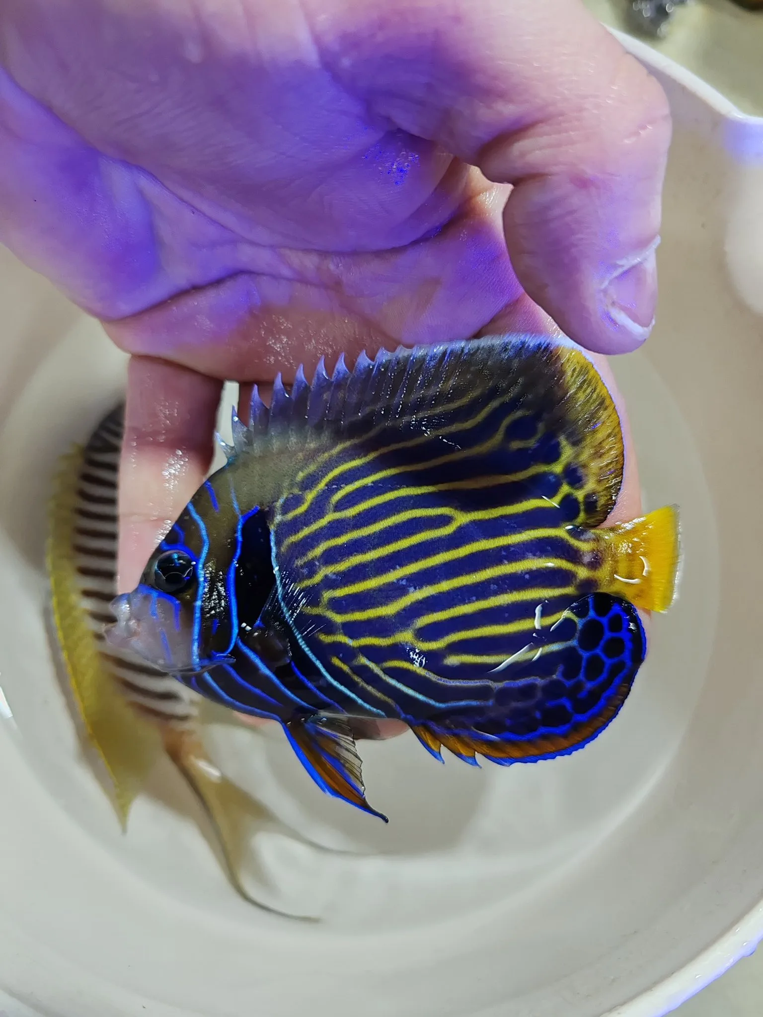İmparator Melek Balığı (Pomacanthus imperator) - Balıkesir konumunda Satılık ilan