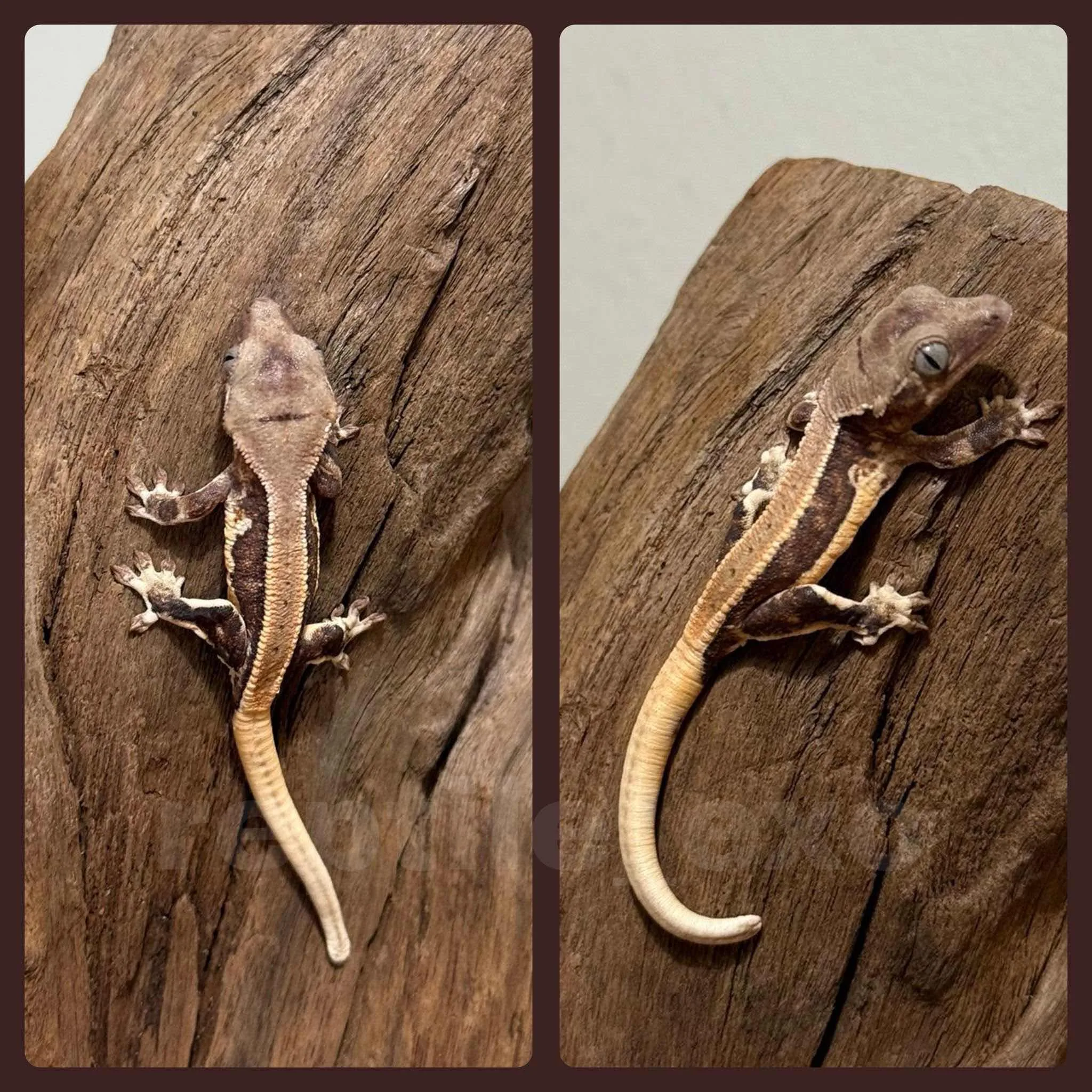 Crested gecko yavrular