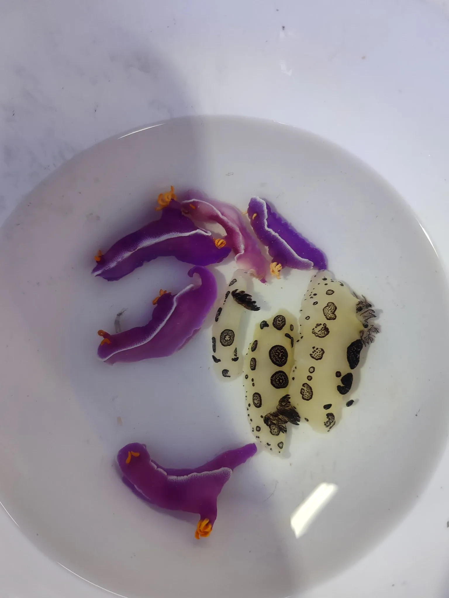 Nudibranch (deniz tavşanı) - Balıkesir konumunda Satılık ilan