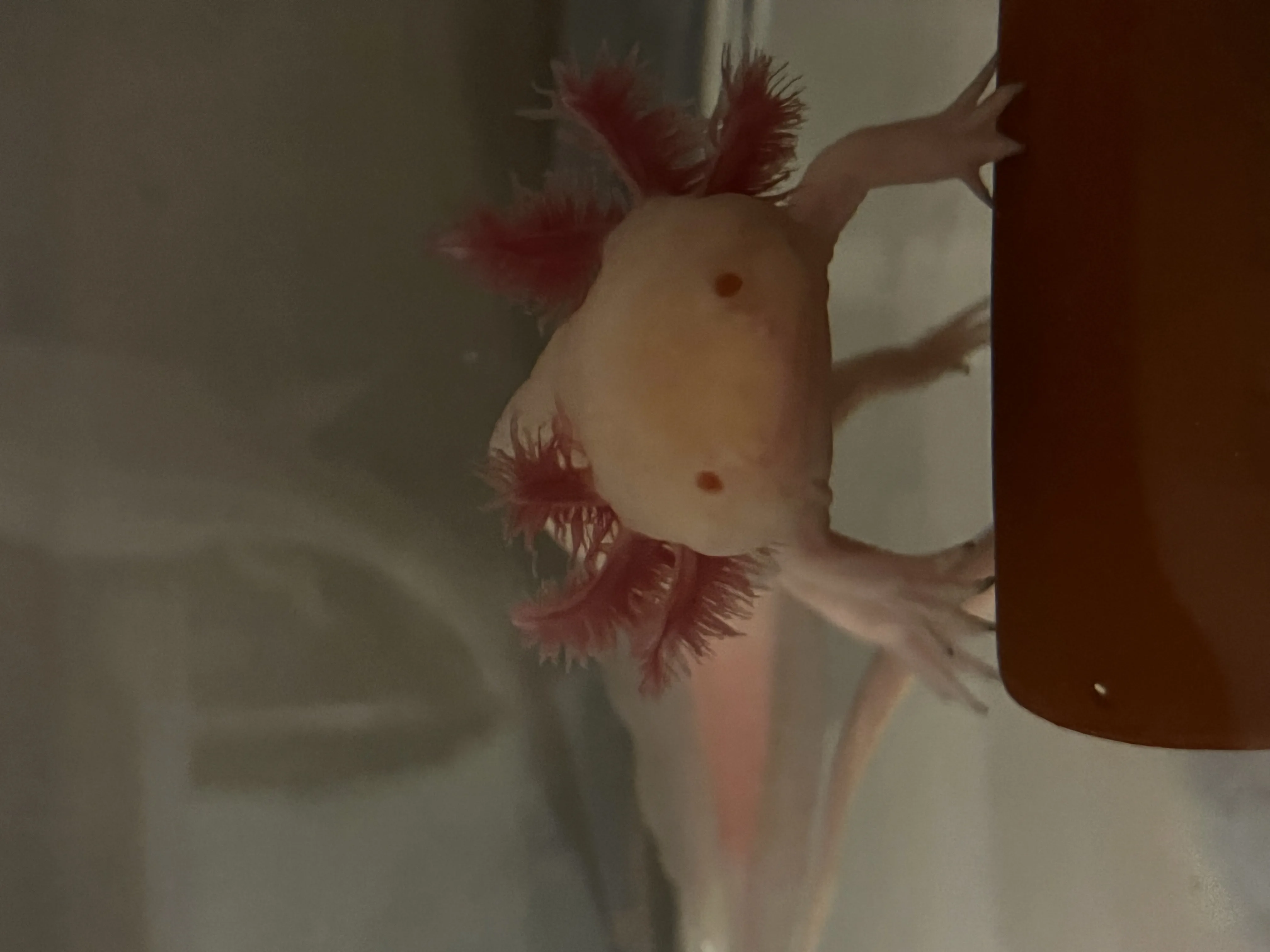 AXOLOTL 2 ADET DAMIZLIK FORMLAR MÜKEMMEL - İzmir konumunda Satılık ilan