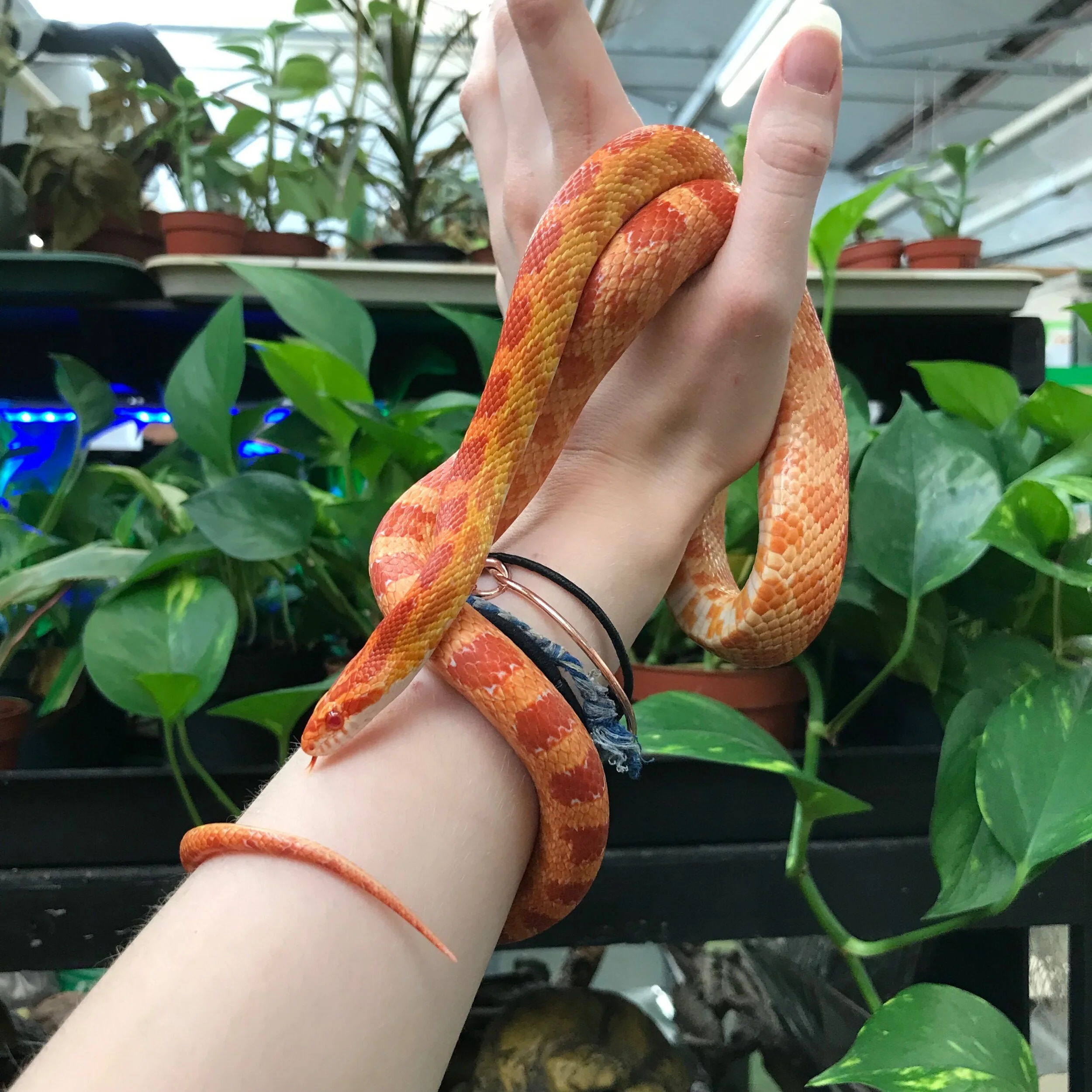 CORN SNAKE