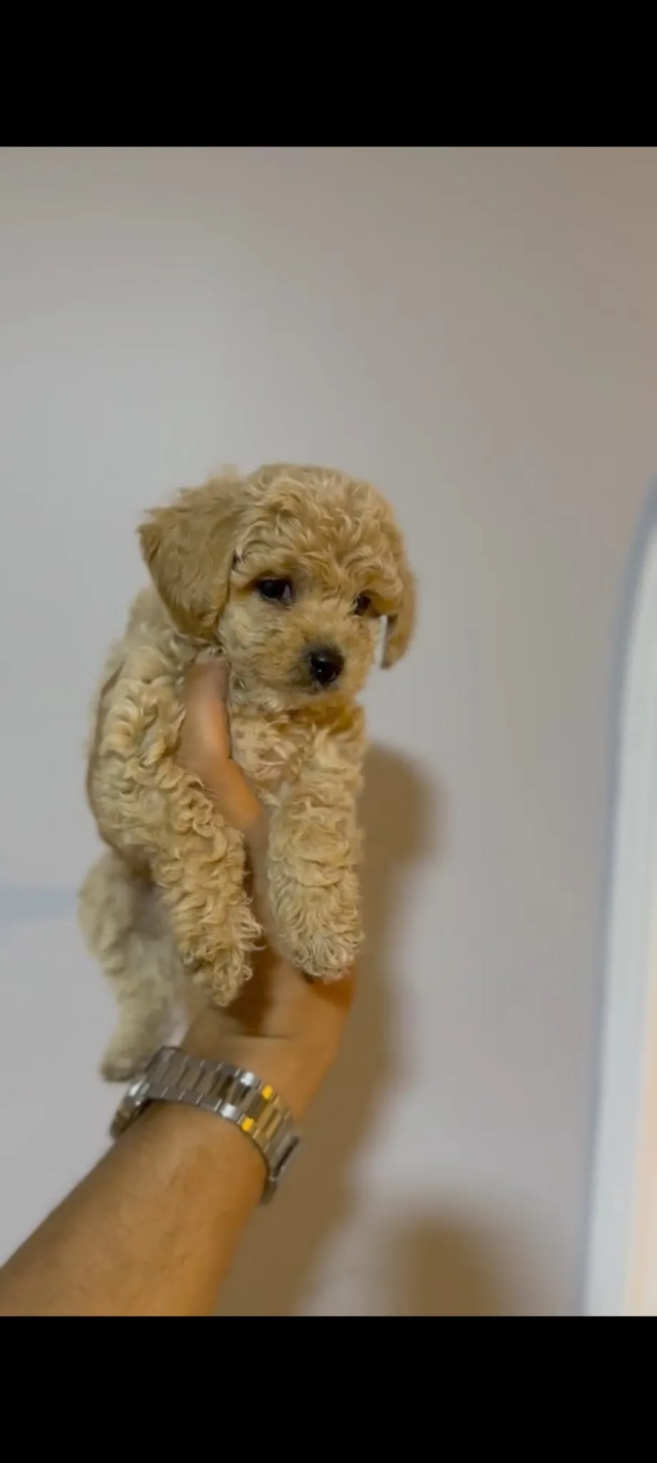 Irk garantili aşılı poodle yavrular