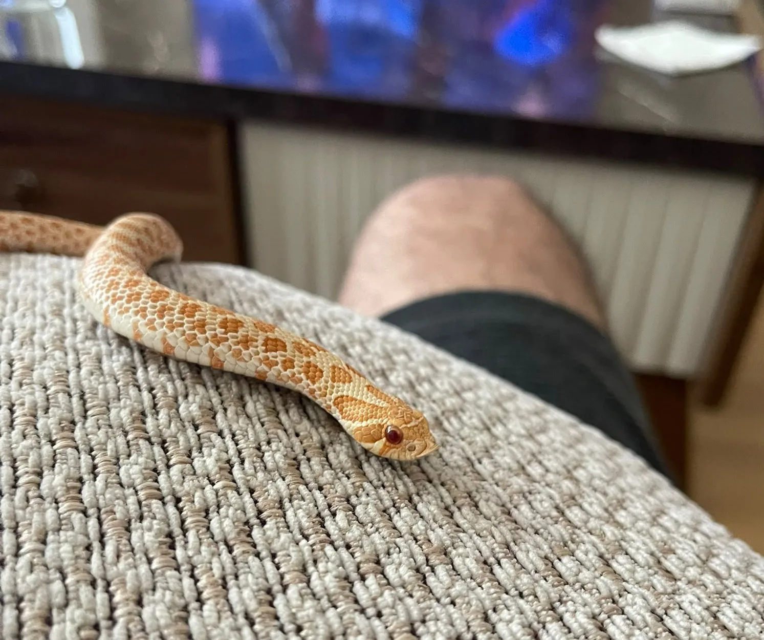 1 yaşına yakın erkek hognose snake