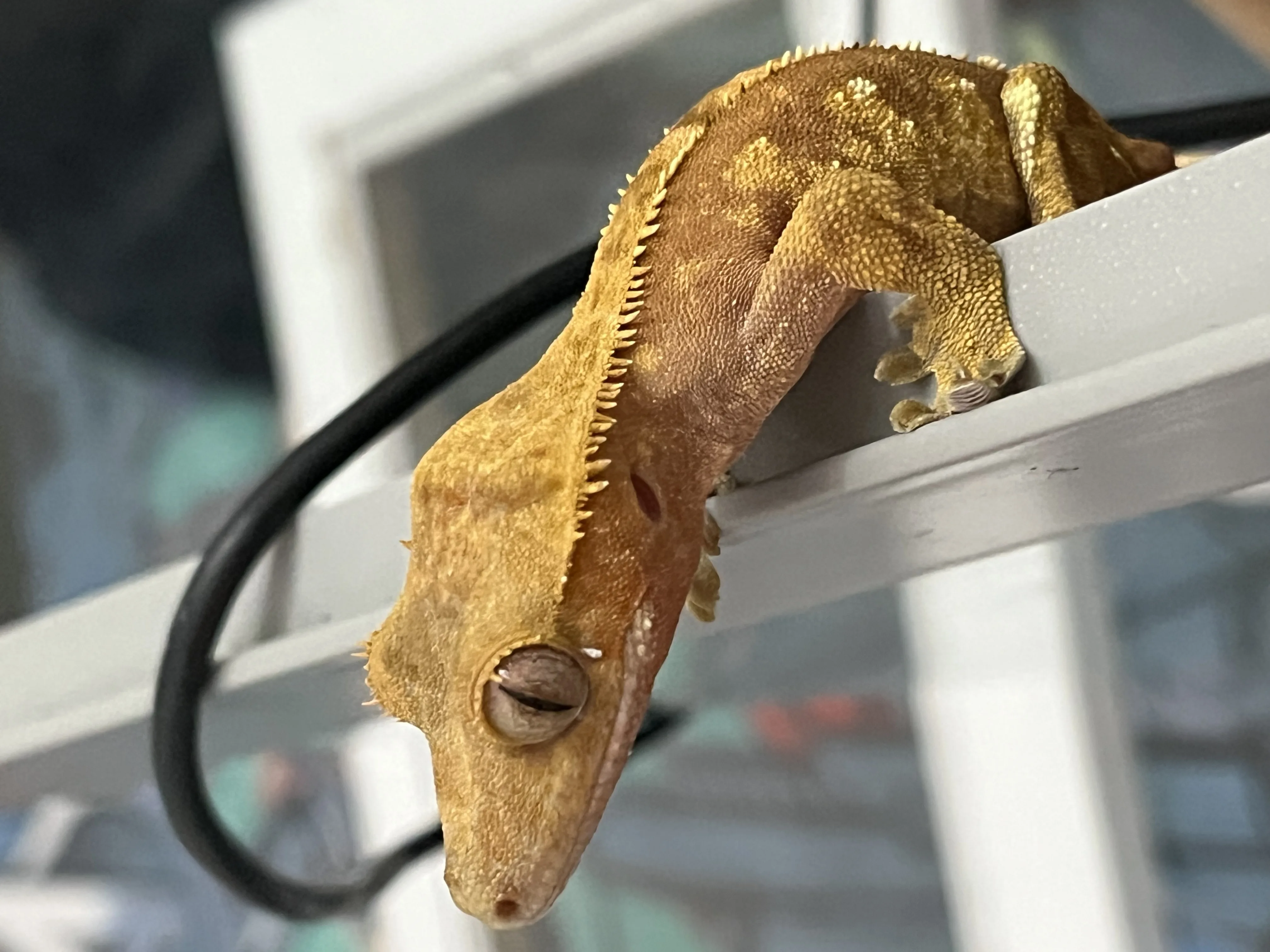9 aylık harlequin crested gecko - Ankara konumunda Satılık ilan