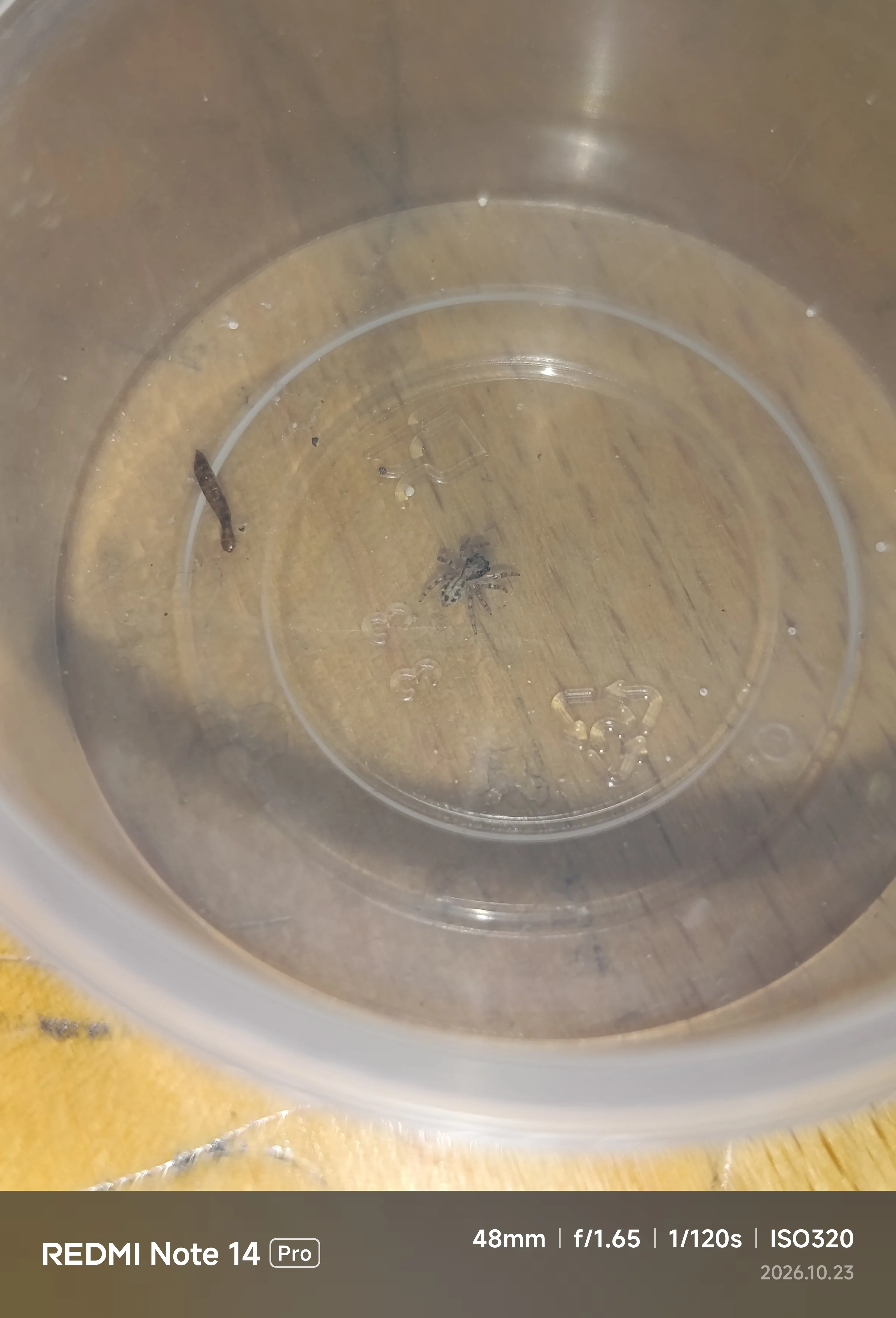 Plexippus paykulli l1 sağlıklı üretim