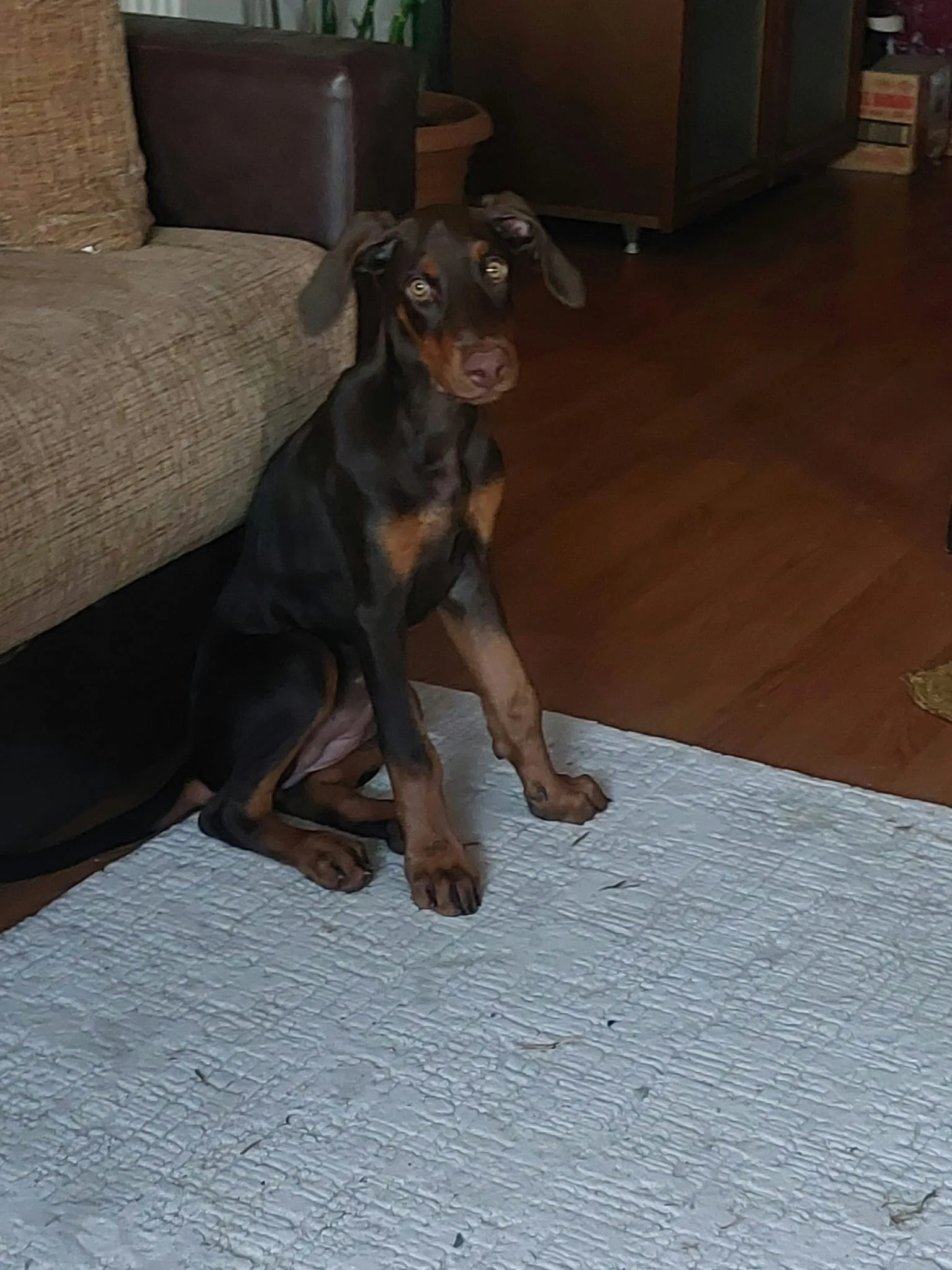 Nadir Bulunan Kızıl Kahve Doberman