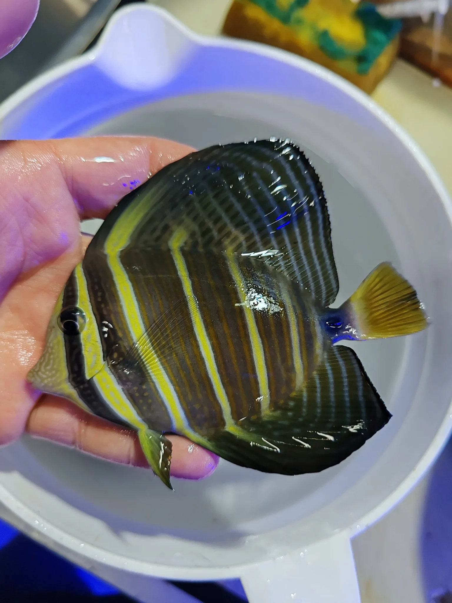 Pacific Sailfin Tang Adult (Zebrasoma veliferum) - Balıkesir konumunda Satılık ilan