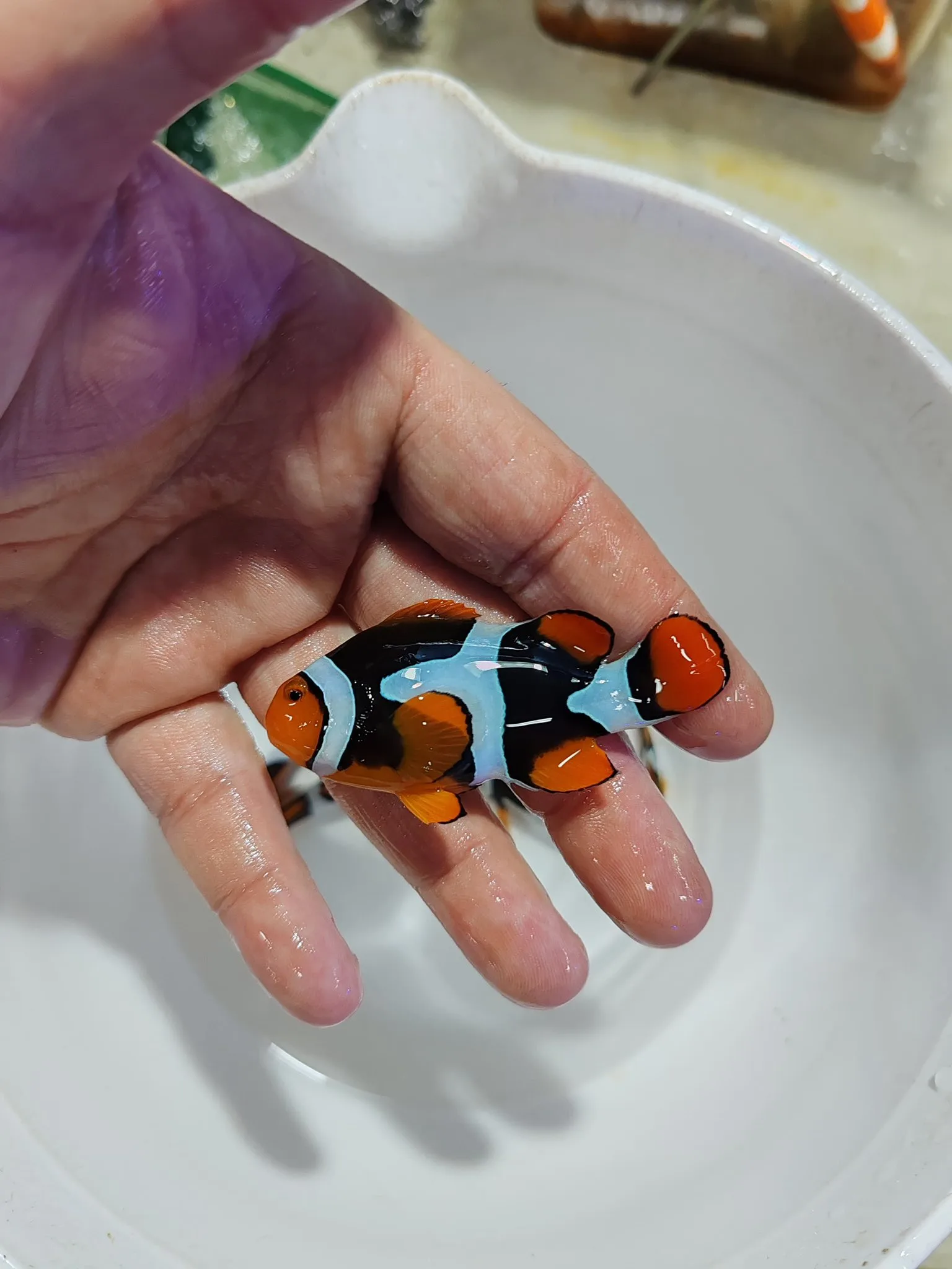 Palyaço Balığı (Anemon Balığı) - Balıkesir konumunda Satılık ilan