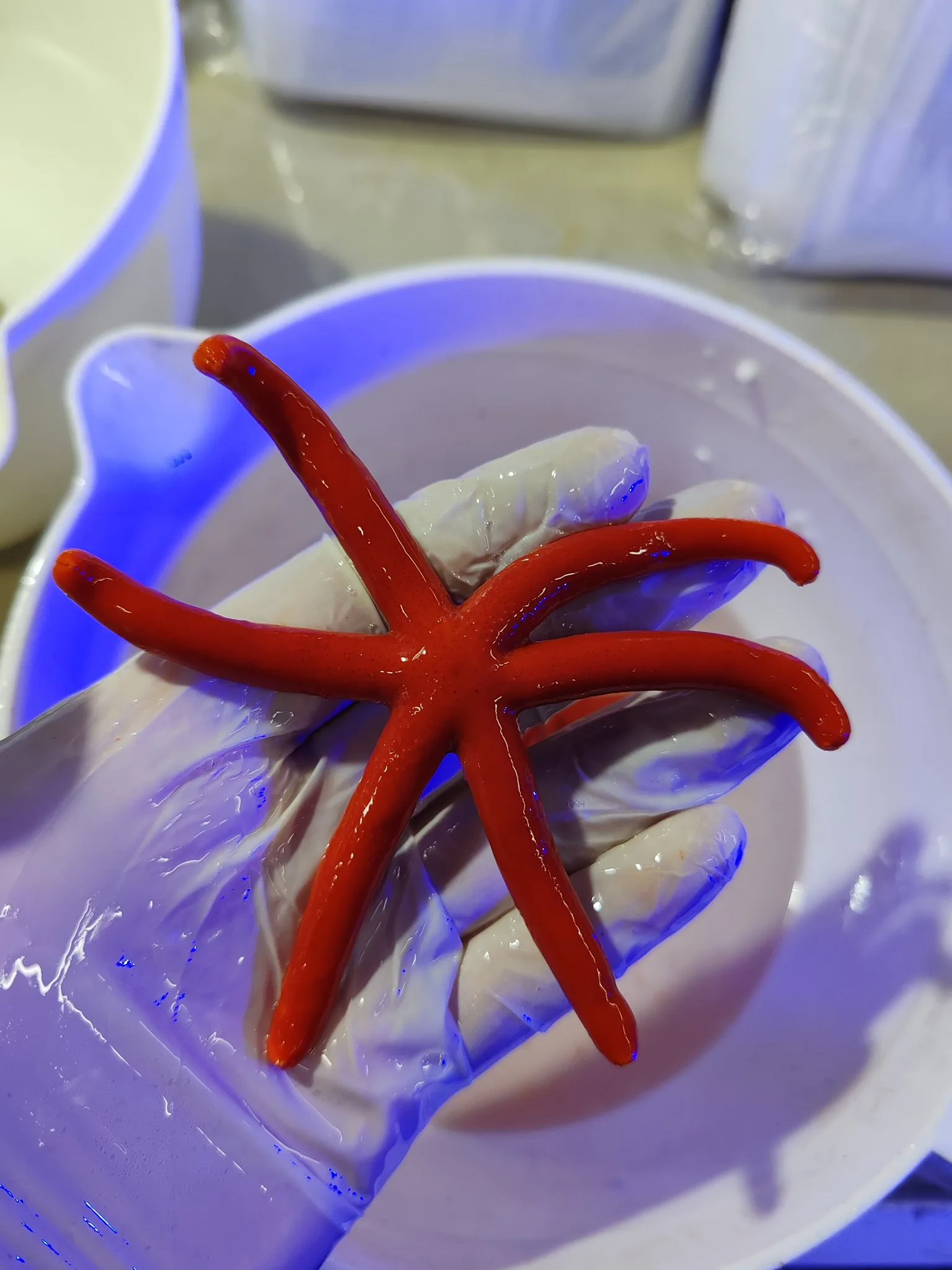 Çeşitli boy ve renklerdeki deniz yıldızlarımız satışta - Balıkesir konumunda Satılık ilan
