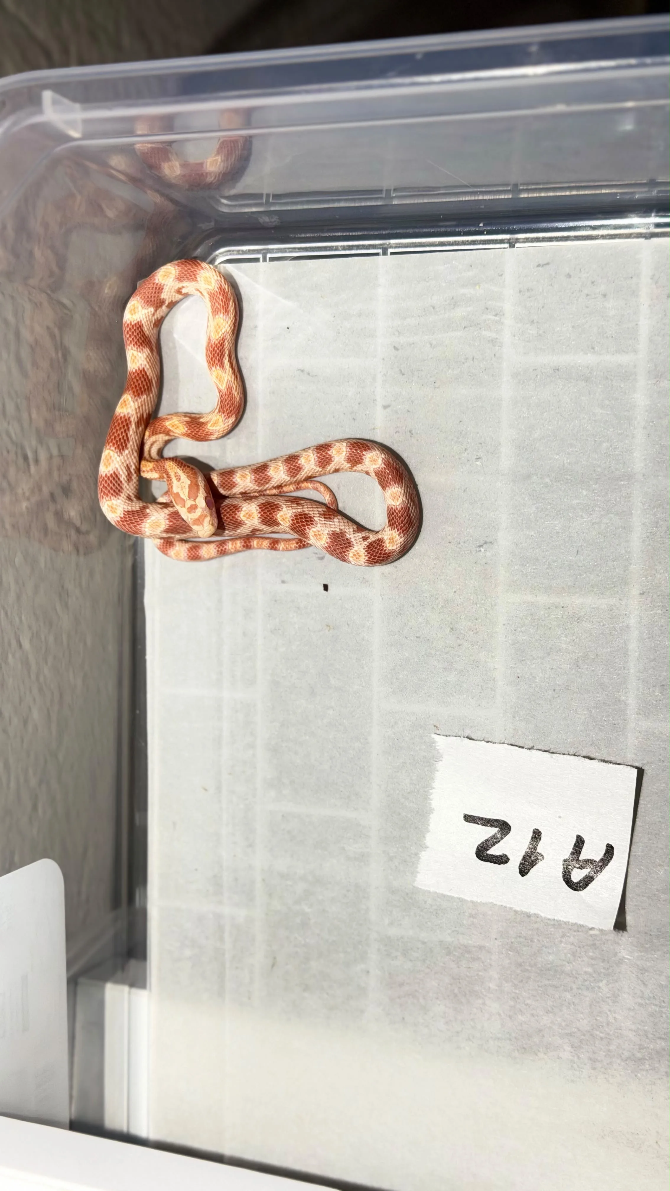 Yavru Cornlar morph seçenekleri mevcuttur
