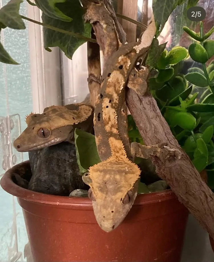 CRESTED GECKO 3 YAŞINDA
