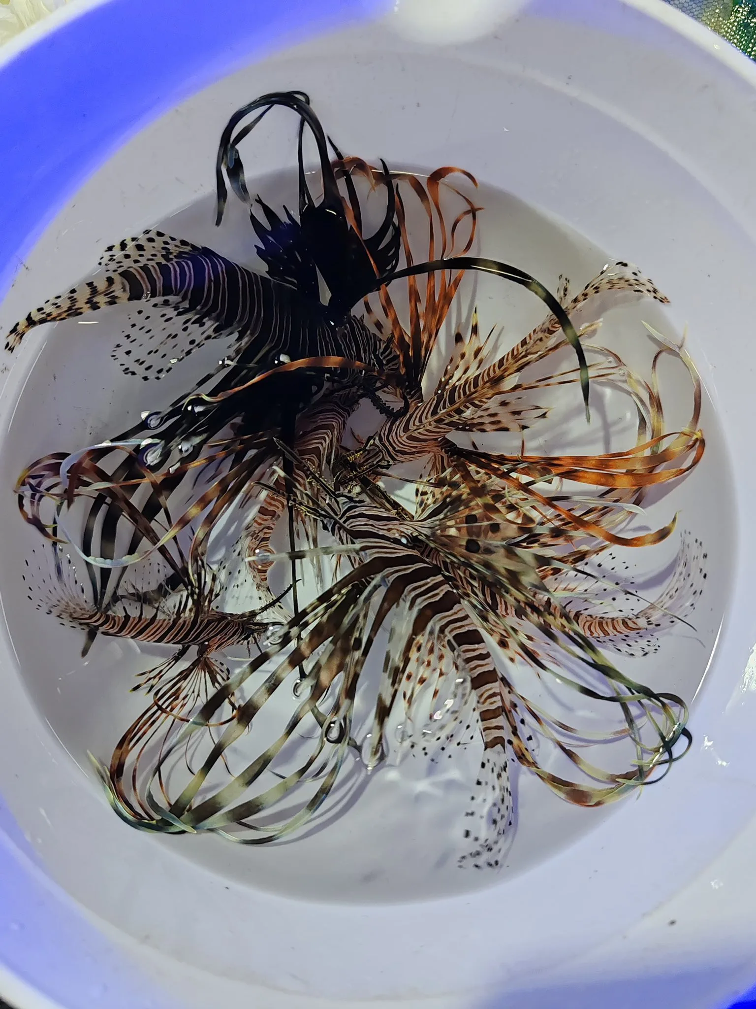 Aslan balığı - lion fish ithalatımız satışta - Balıkesir konumunda Satılık ilan
