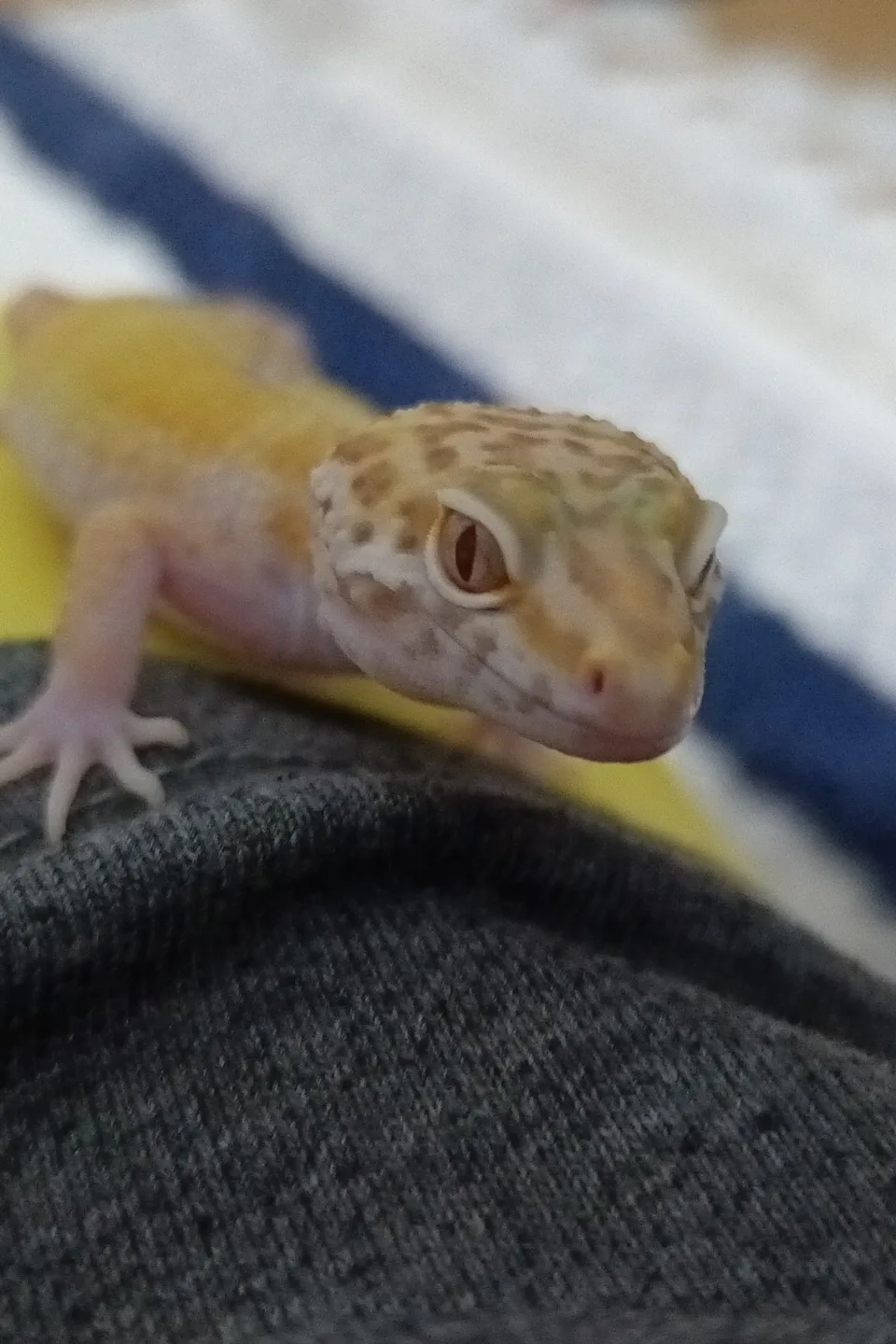 5 aylık sağlıklı leopard gecko - İstanbul konumunda Satılık ilan