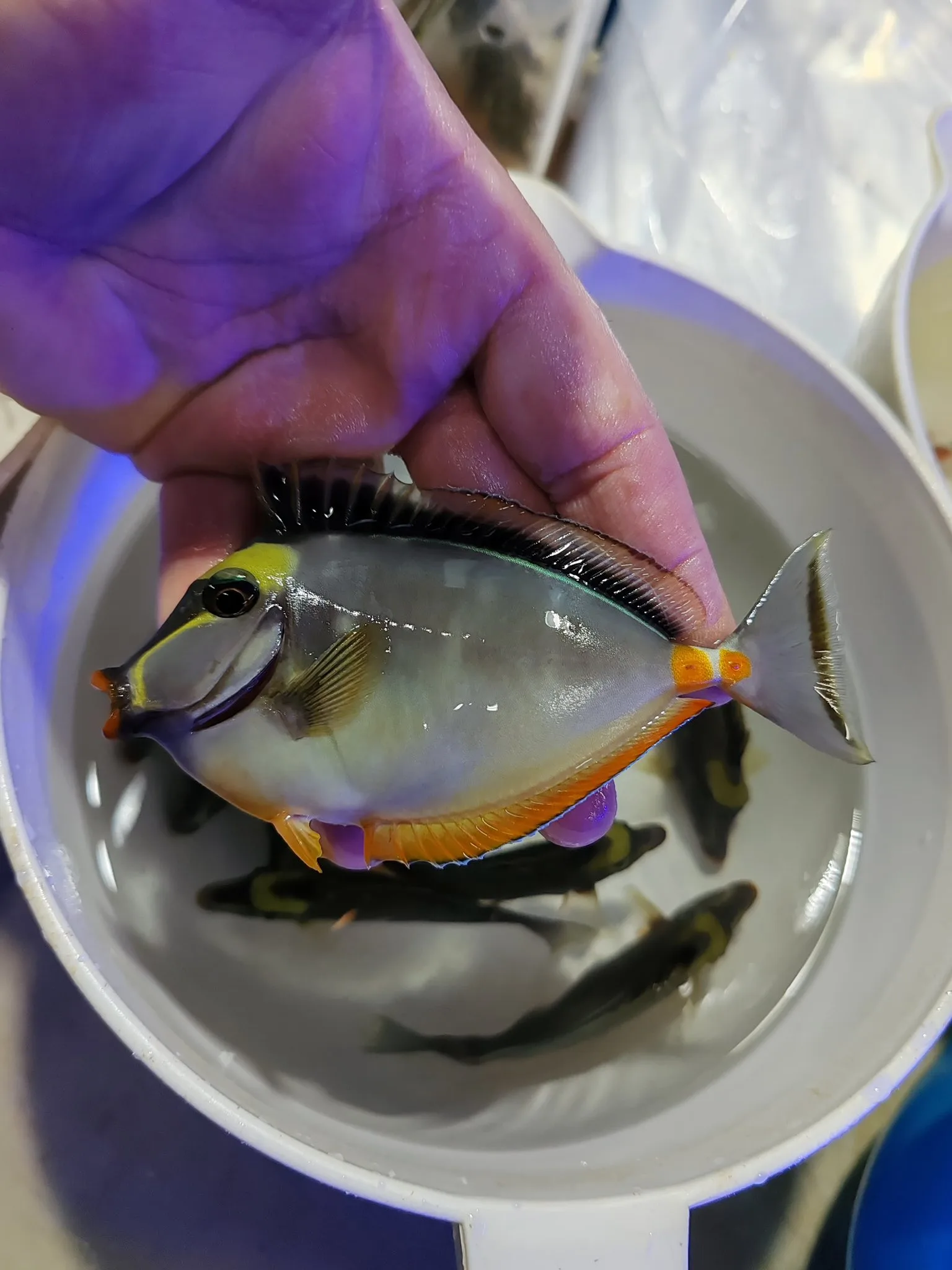 Naso Tang (lipstick tang) sağlıklı ve diri - Balıkesir konumunda Satılık ilan