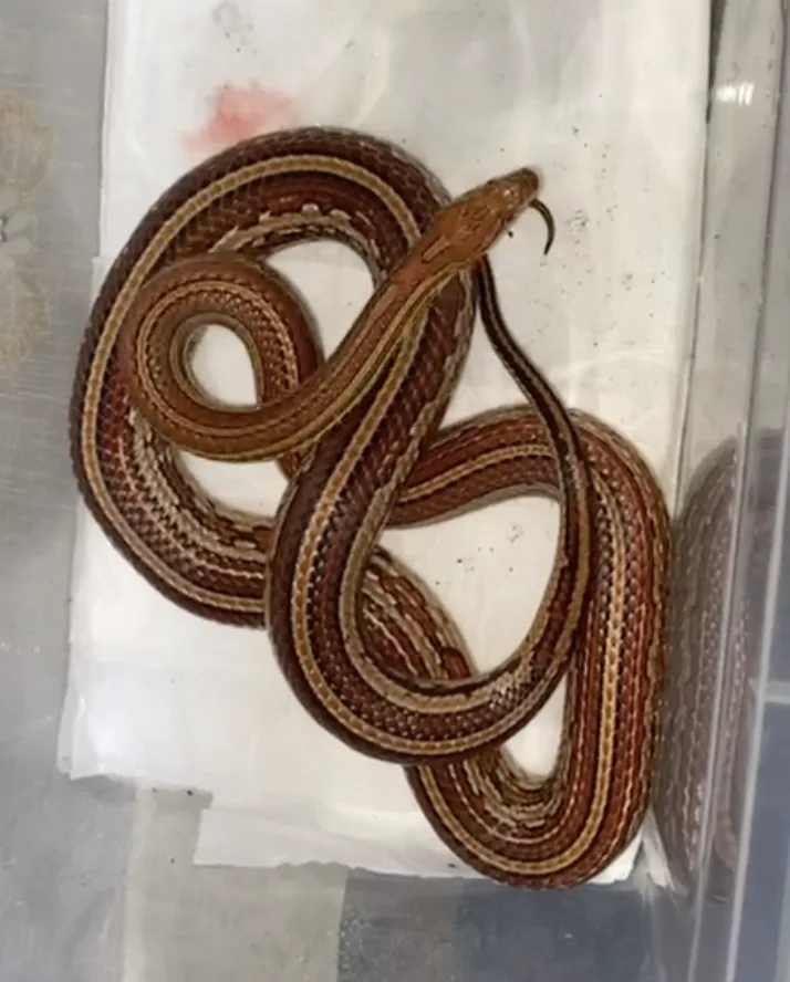 3 Yaşında Sağlıklı Corn Snake - Dişi - Antalya konumunda Satılık ilan