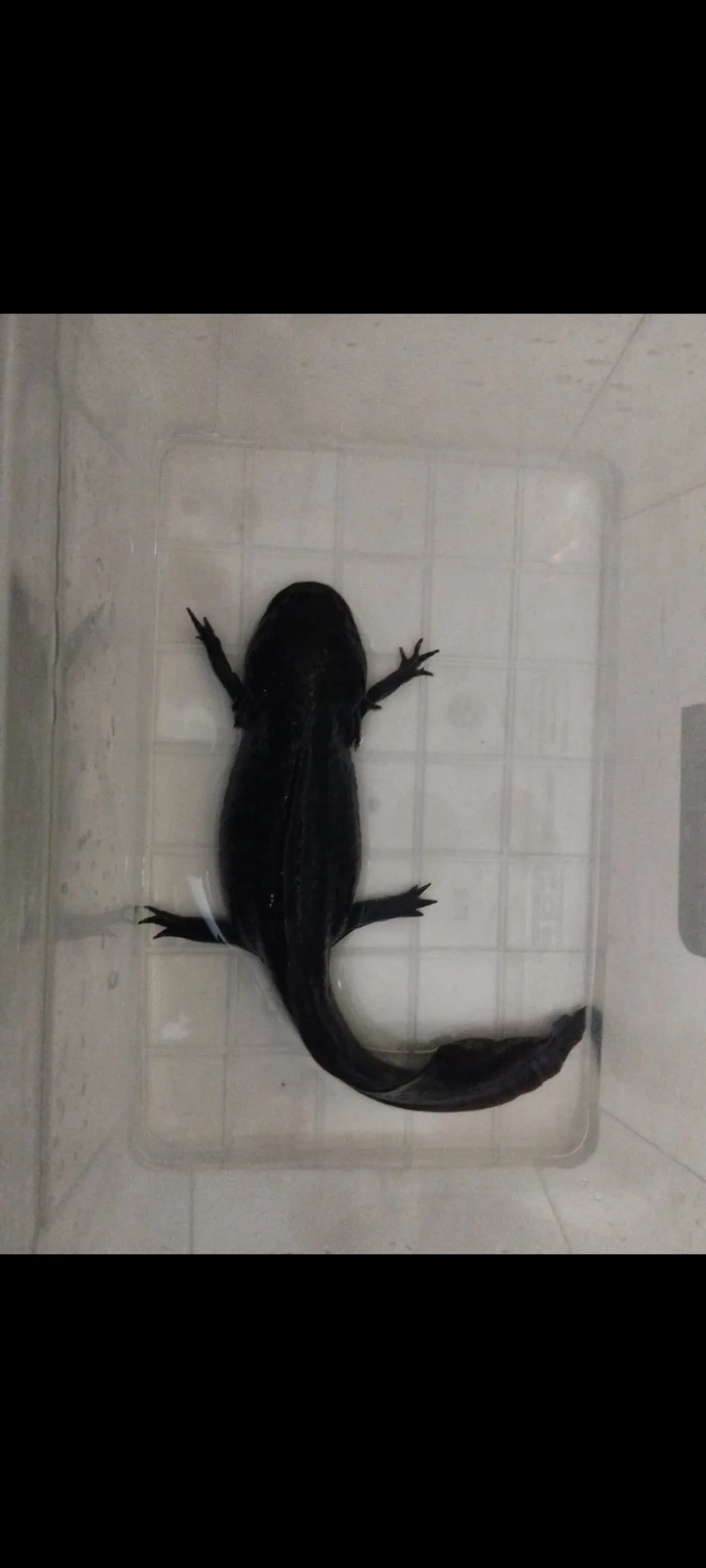 Axolotl Dişi Melanoid 3 yaşında - Kırklareli konumunda Satılık ilan