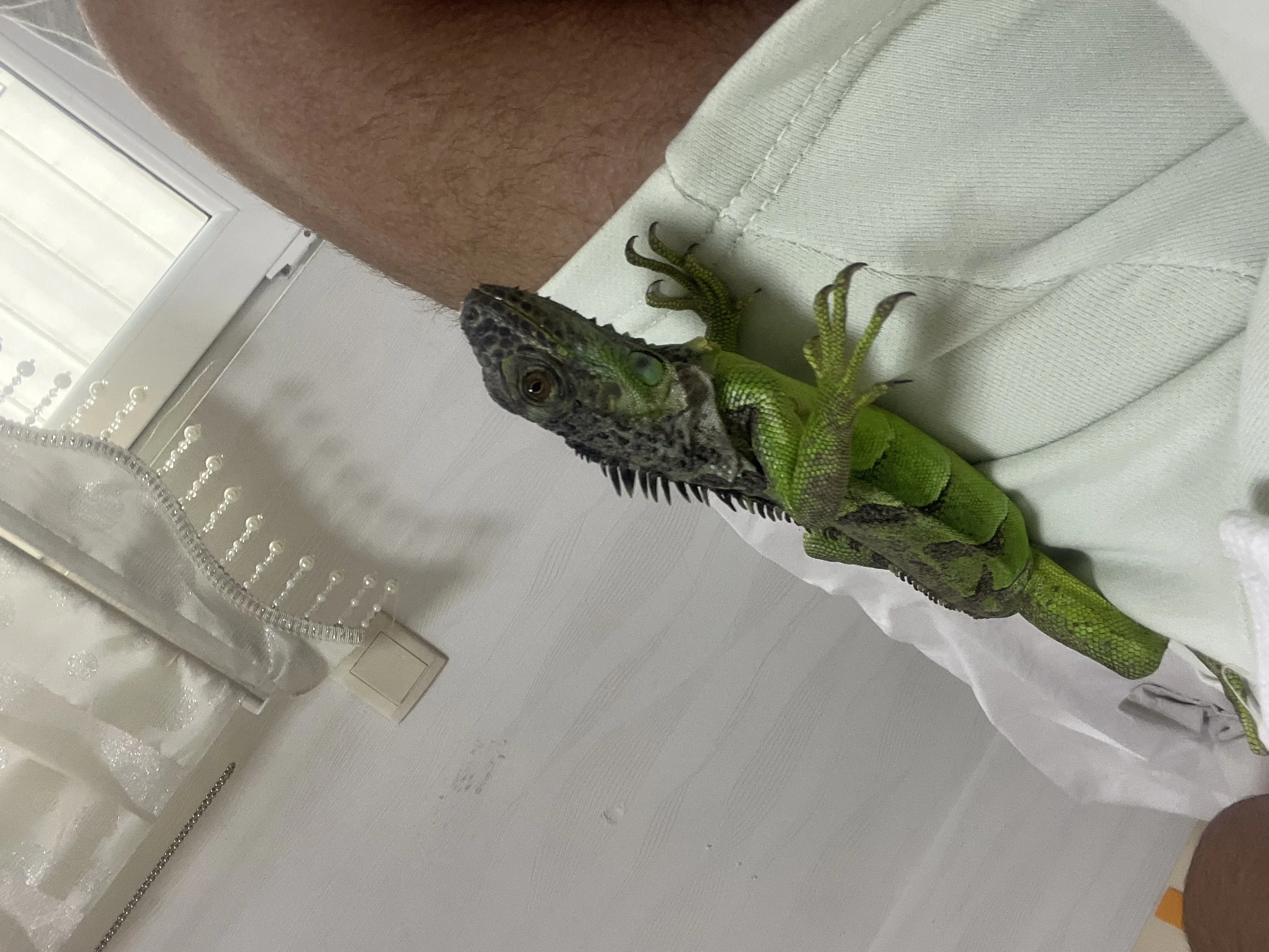 İguana fiyatta pazarlık olur - Ankara konumunda Satılık ilan