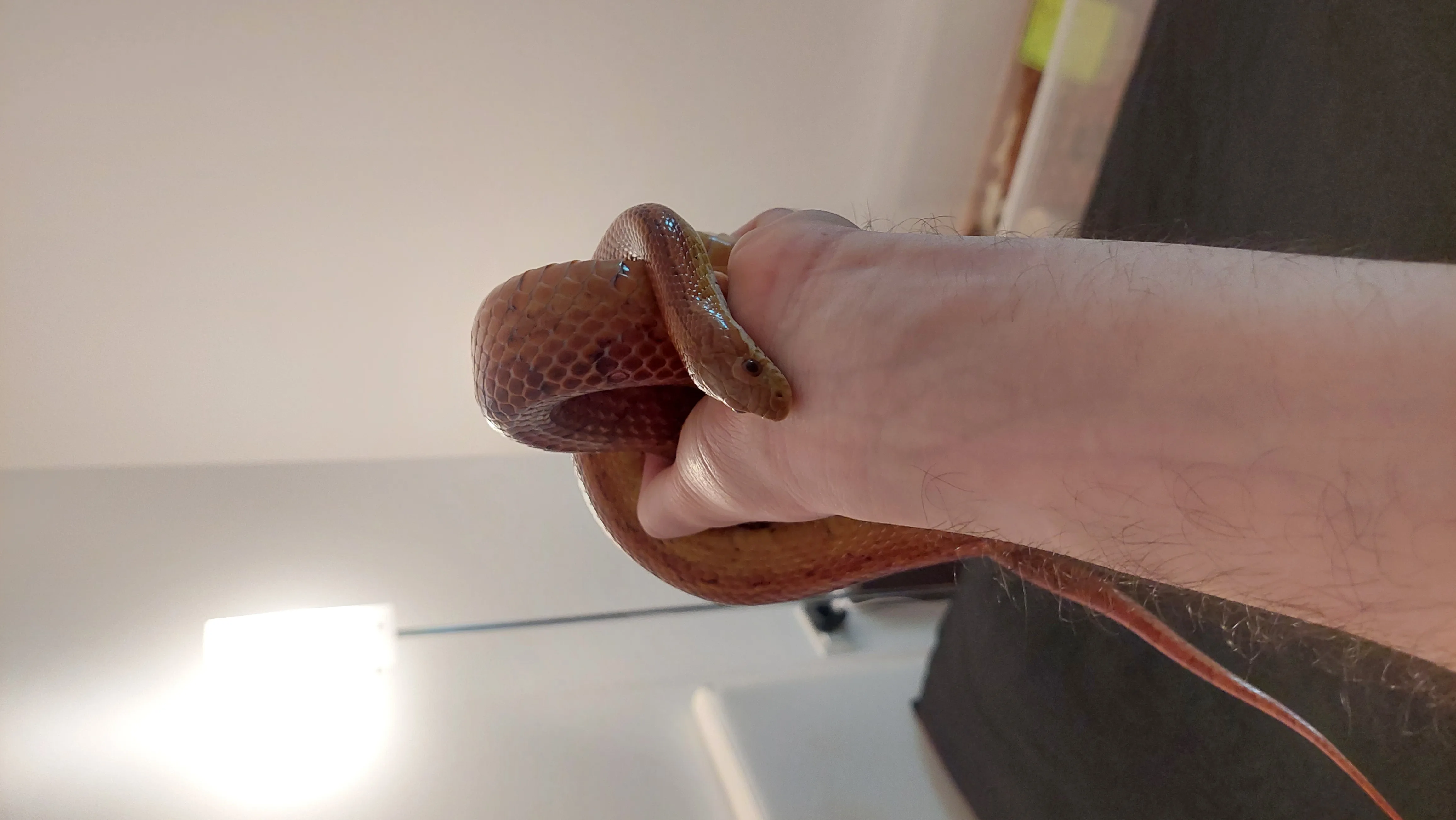 Corn Snake - 5 yaşında - Ankara konumunda Satılık ilan