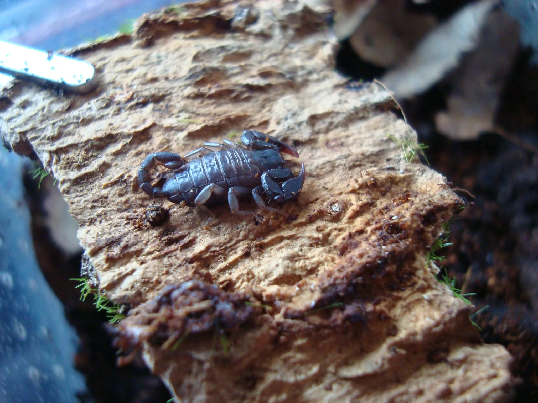 İtalyan akrebi (Euscorpius italicus)