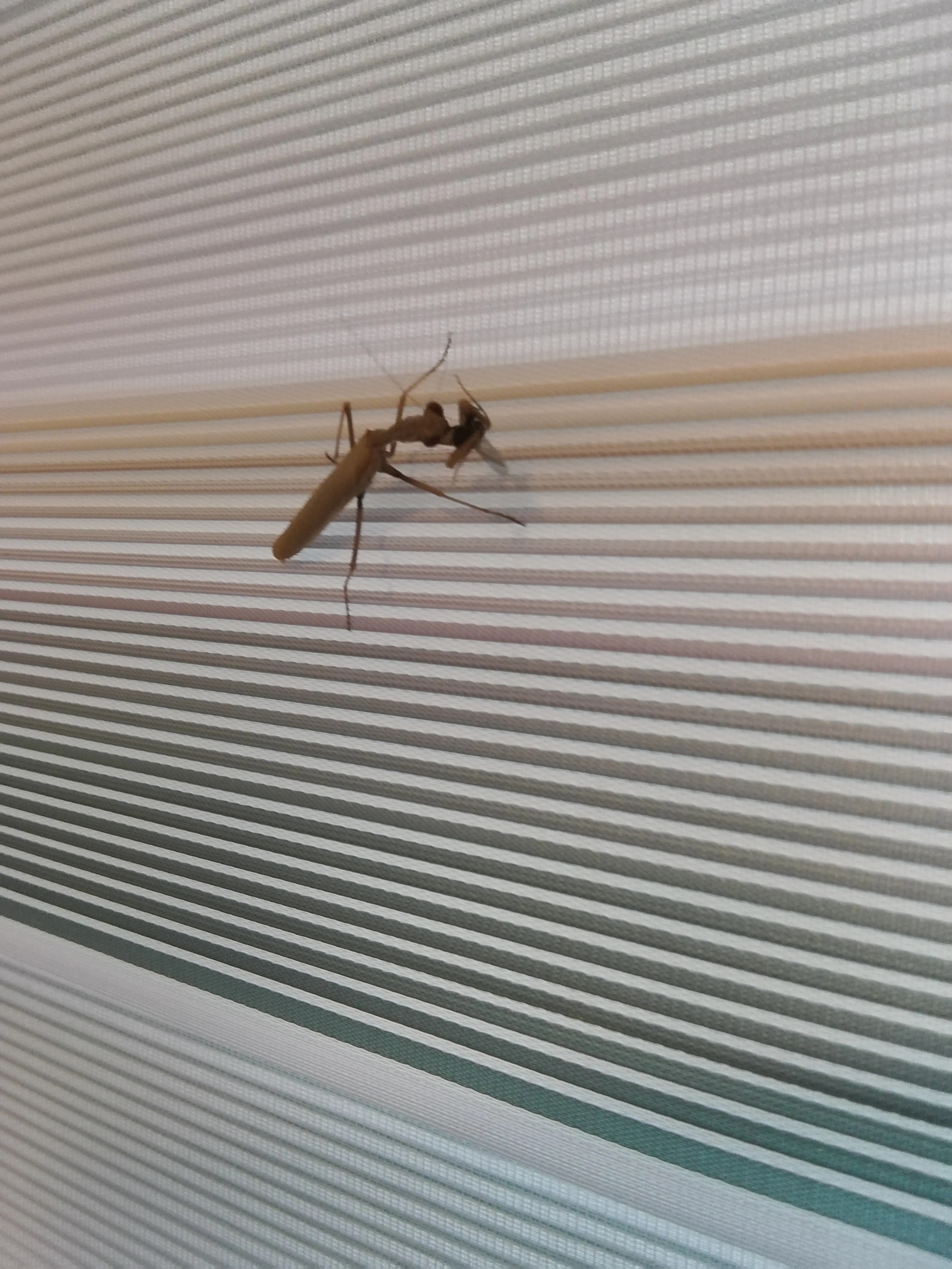 mantis religiosa erkek
