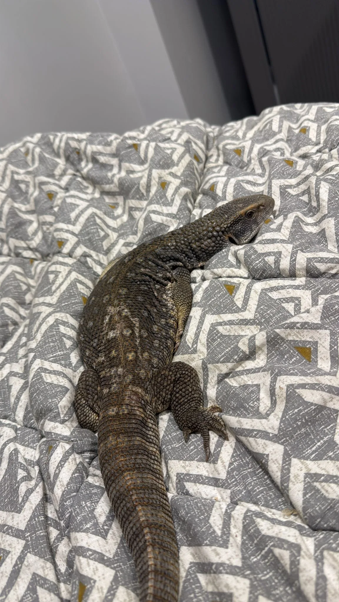Yasal evraklı belgeli 55cm savannah teraryumu vitaminleriyle birlikte verilecektir