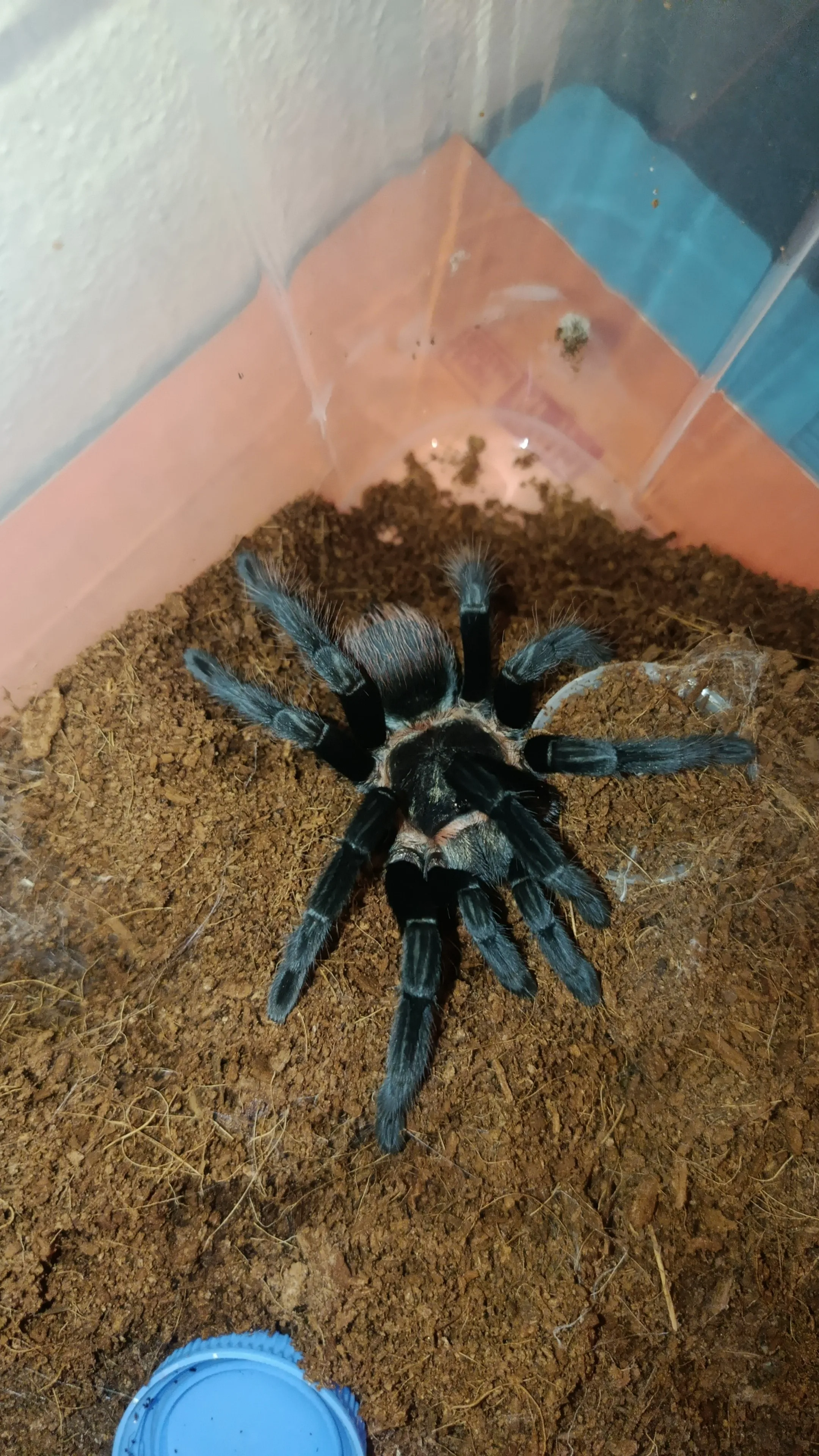 Tliltocatl vagans L-10 boyutunda