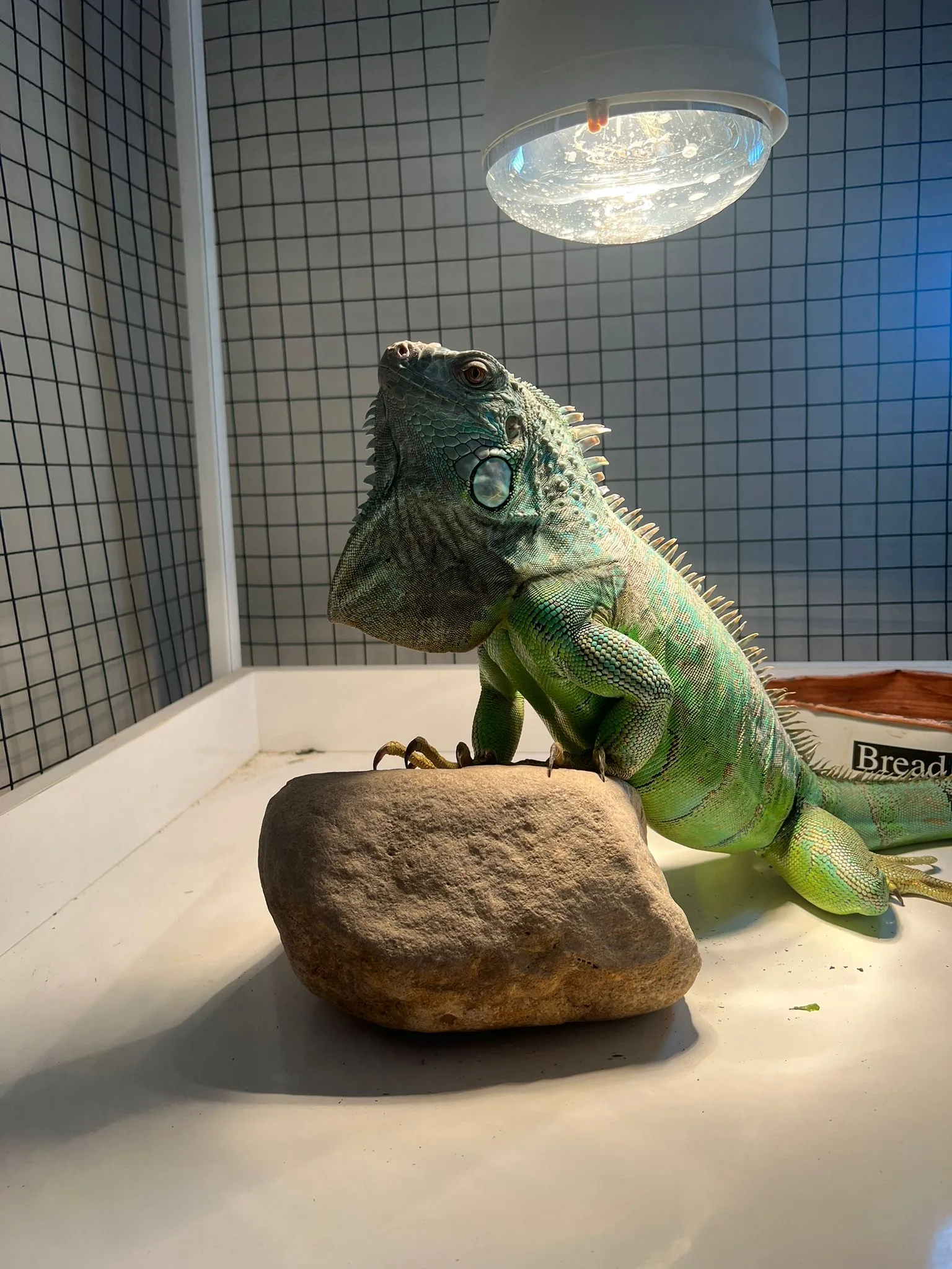 Sağlıklı Iguana + Dev Özel Yapım Kafes &amp; Komple Hazır Setup