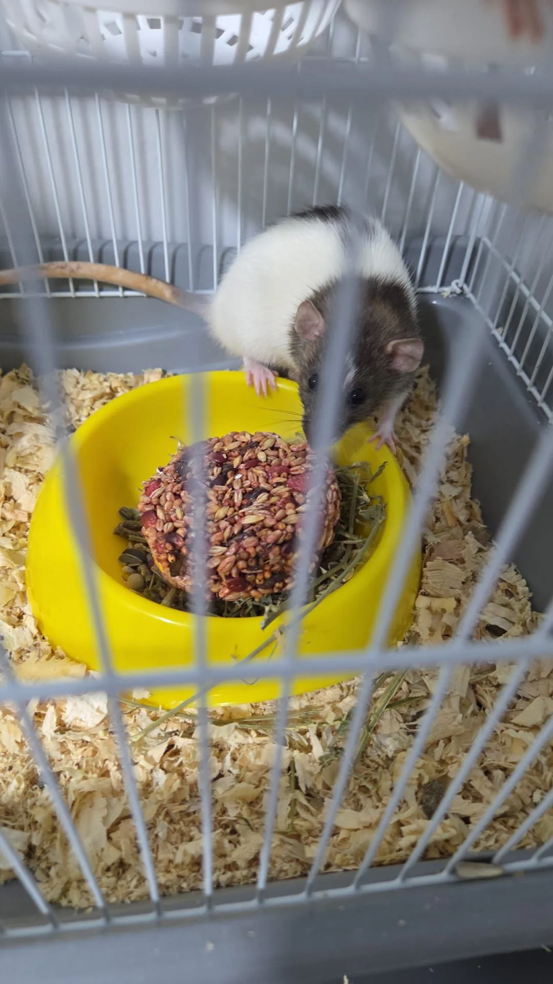 2 adet Fancy rat dişi 6-7 aylık tüm set birlikte iki adet kafes - Adana konumunda Satılık ilan